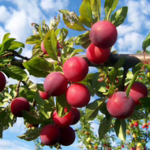 Ripe red plums hang heavy on a branch against a blue sky, promising a sweet harvest. Lush green leaves surround the fruit, hinting at the abundance of the plum tree.