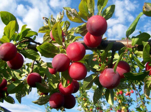 <i>Prunus salicina</i> 'Santa Rosa' - Image 3