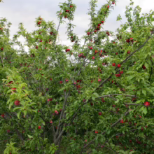 Abundant plum tree laden with ripe, red plums amidst lush green leaves. A bountiful harvest scene showcasing the tree's branches heavy with fruit.