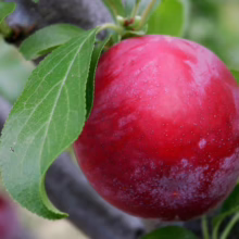 Ripe, red plum hanging on a branch with green leaves. The plum has a dusting of bloom, and there's another plum visible in the background.