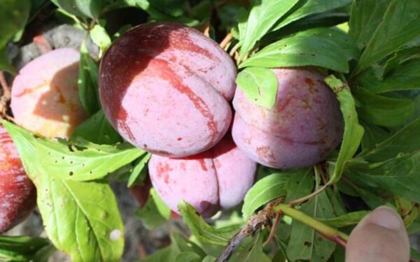 <i>Prunus salicina</i> 'Sultan'