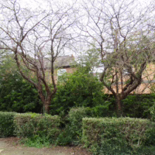 Prunus serrula (Paperbark Cherry) winter form in garden.