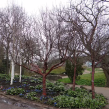 Prunus serrula (Paperbark Cherry) winter form.