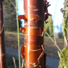 Prunus serrula (Paperbark Cherry) bark.