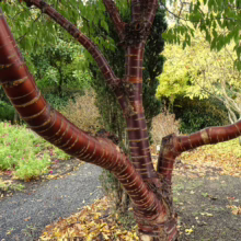 Prunus serrula (Paperbark Cherry) bark branches.