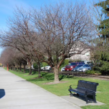 Prunus serrula (Paperbark Cherry) winter avenue.