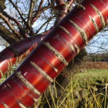 Prunus serrula (Paperbark Cherry) up close of bark.
