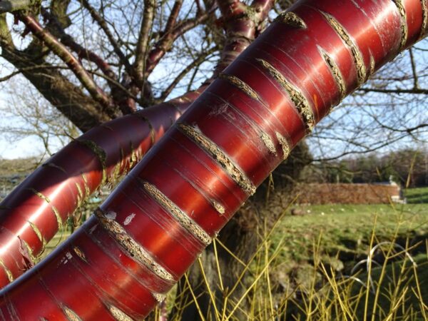 <i>Prunus serrula</i> - Image 16