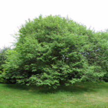 Prunus serrula (Paperbark Cherry) summer form.