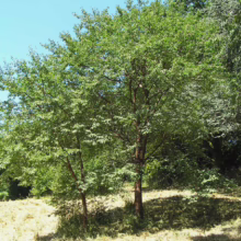Prunus serrula (Paperbark Cherry) summer young plants.