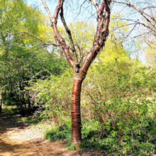 Prunus serrula (Paperbark Cherry)