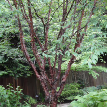 River birch tree with distinctive peeling, reddish-brown bark stands in a lush garden setting. Green leaves fill the frame, contrasting with the tree's unique bark texture.