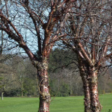 Two striking Paperbark Maple trees stand on a green lawn, their peeling, cinnamon-red bark catching the light. Bare branches reach towards a pale blue sky, with other trees visible in the background.