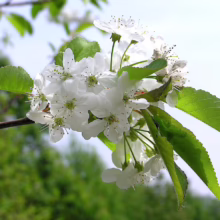 Prunus serrula (Paperbark Cherry) flowers.