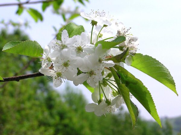 <i>Prunus serrula</i> - Image 5