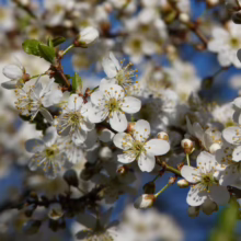 Branches laden with delicate white cherry blossoms against a soft blue sky, signaling the arrival of spring.