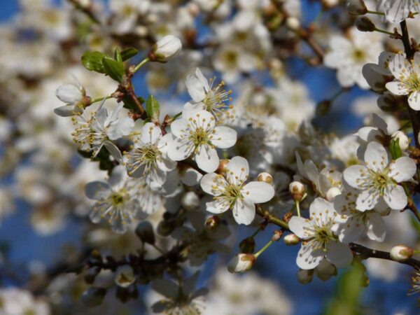 <i>Prunus serrula</i> - Image 7