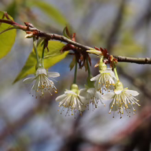 Prunus serrula (Paperbark Cherry) drooping flowers.