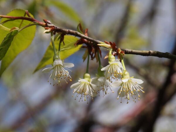 <i>Prunus serrula</i> - Image 8