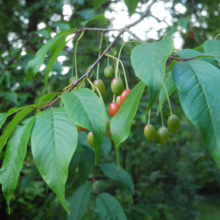 Prunus serrula (Paperbark Cherry) summer foliage.
