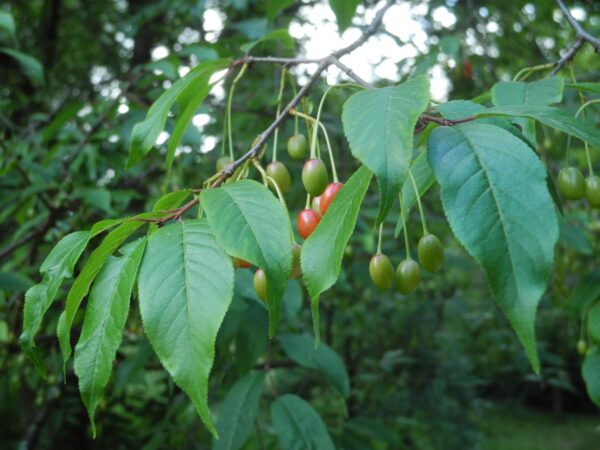 <i>Prunus serrula</i> - Image 9