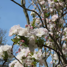 Prunus serrulata 'Amanogawa' (Japanese Cherry) flowering branches.