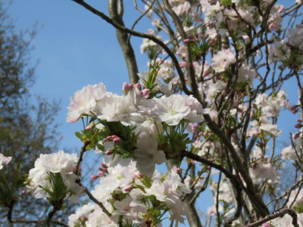 <i>Prunus serrulata</i> 'Amanogawa' - Image 10