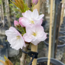 Prunus serrulata 'Amanogawa' (Japanese Cherry) flowers.
