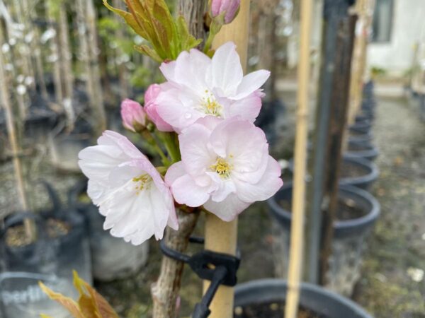 <i>Prunus serrulata</i> 'Amanogawa' - Image 11