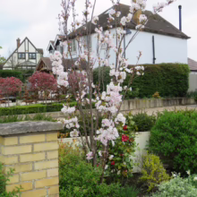 Prunus serrulata 'Amanogawa' (Japanese Cherry) young tree.
