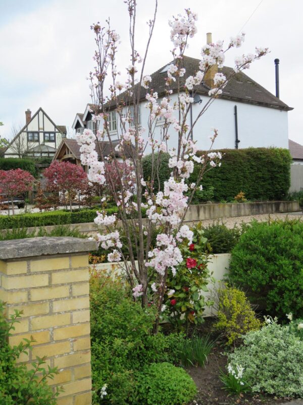 <i>Prunus serrulata</i> 'Amanogawa' - Image 12