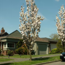 Prunus serrulata 'Amanogawa' (Japanese Cherry) flowering in a home garden.