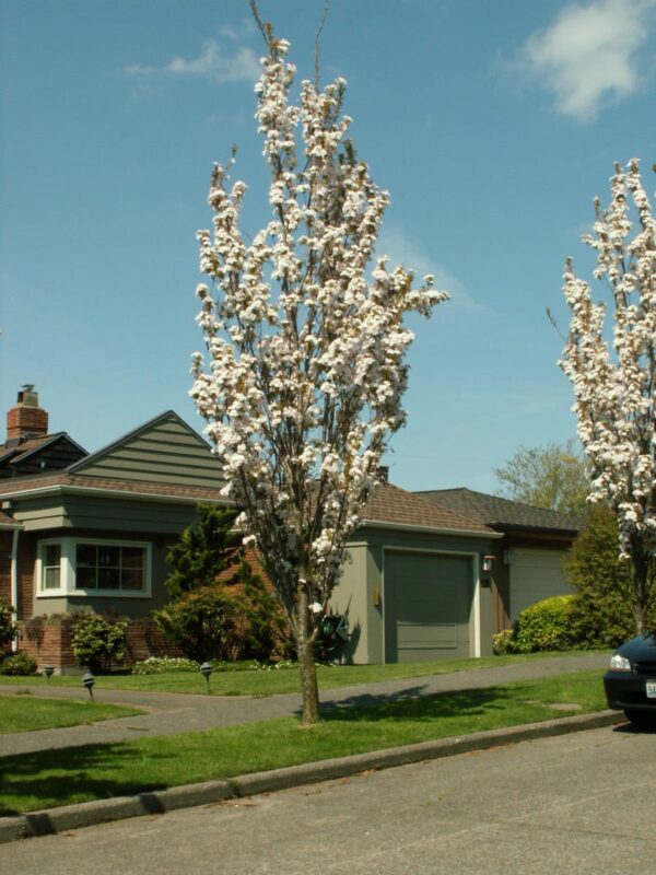 <i>Prunus serrulata</i> 'Amanogawa' - Image 13