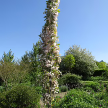 Prunus serrulata 'Amanogawa' (Japanese Cherry) in Spring
