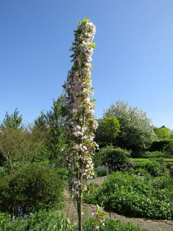 <i>Prunus serrulata</i> 'Amanogawa' - Image 14