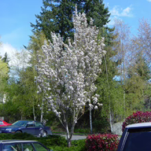 Prunus serrulata 'Amanogawa' (Japanese Cherry) flowering in street.