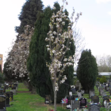Prunus serrulata 'Amanogawa' (Japanese Cherry) line of trees.