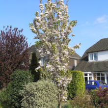 Prunus serrulata 'Amanogawa' (Japanese Cherry) in late Spring.