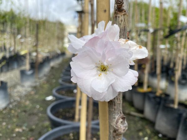 <i>Prunus serrulata</i> 'Amanogawa' - Image 5