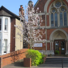 Prunus serrulata 'Amanogawa' (Japanese Cherry) in formal garden.