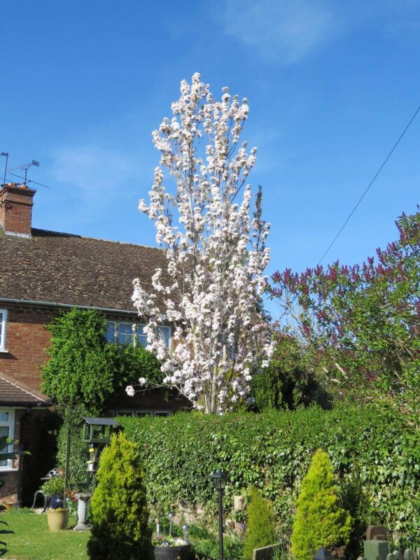 <i>Prunus serrulata</i> 'Amanogawa' - Image 8