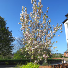 Prunus serrulata 'Amanogawa' (Japanese Cherry) flowering in Spring.