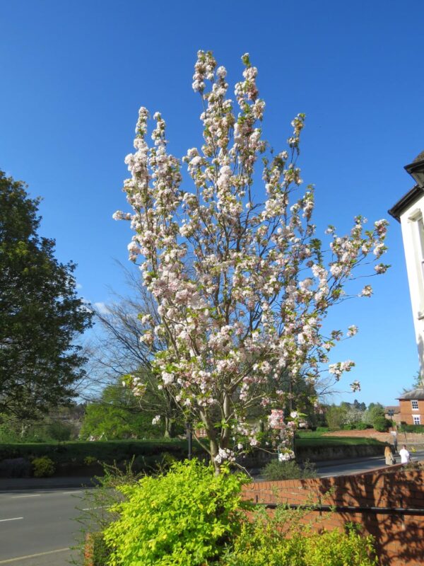 <i>Prunus serrulata</i> 'Amanogawa' - Image 9