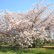 Full cherry blossom tree in spring, covered in pale pink and white flowers against a blue sky. The tree stands in a grassy field, with a path leading through it.