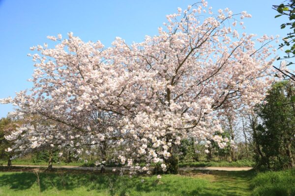 <i>Prunus serrulata</i> 'Ichiyo' - Image 10