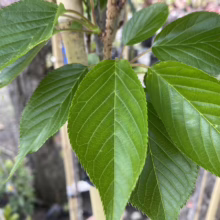 Prunus serrulata 'Ichiyo' (Japanese Cherry) summer foliage