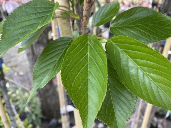 <i>Prunus serrulata</i> 'Ichiyo' - Image 11