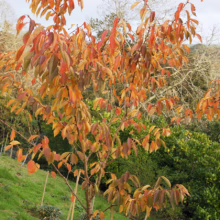Prunus serrulata 'Ichiyo' (Japanese Cherry) autumn colour.