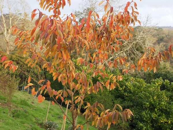 <i>Prunus serrulata</i> 'Ichiyo' - Image 2