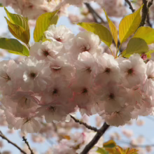 Prunus serrulata 'Ichiyo' (Japanese Cherry) flowers.